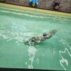 petite nage dans la piscine